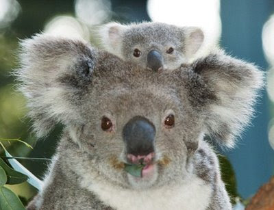 koala bear koala bear