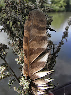 A Gathering of Mugwort and the Gift of an Owl Feather