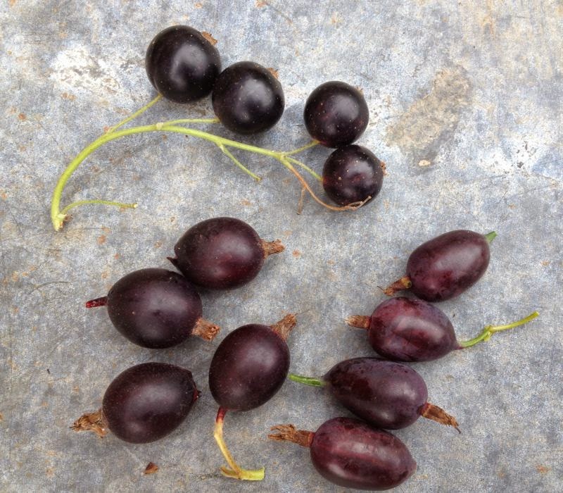 [Bild: Beeren_20130714.jpg]