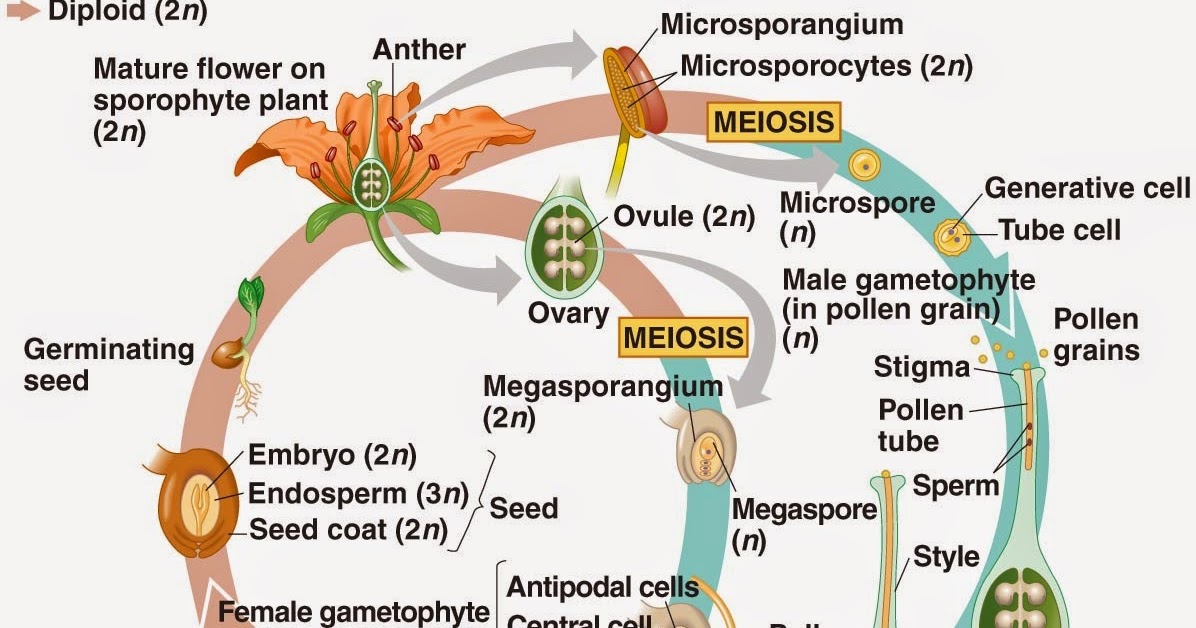 9. 22 Angiosperm Life Cycle