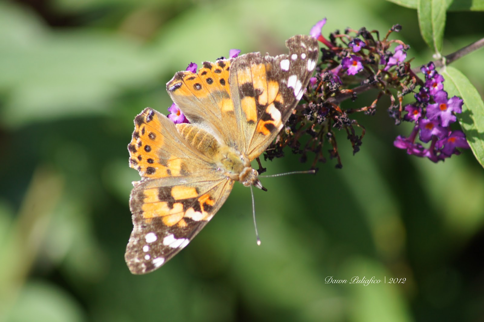 Things with Wings Massachusetts Butterflies