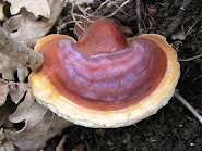 EL GANODERMA LUCIDUM