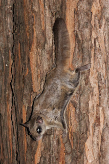 Flying squirrel on a tree