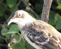 Galapagos Bird life at Manglecito, San Cristobal