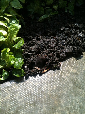 Berberis Thunbergii Stock Photos Berberis Thunbergii Stock