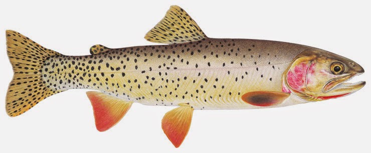 Utah Fisherman: Cutthroat Trout