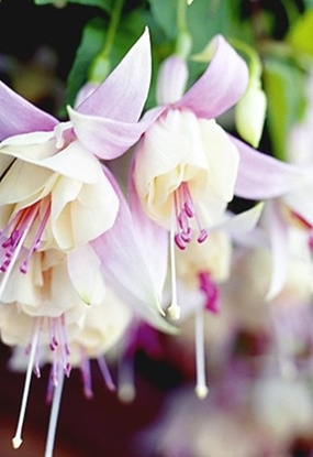 Terrassen Und Balkonbepflanzung Meine Pflanzen Fur Die Pflanzringe