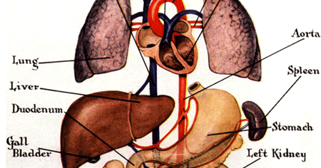Funny Pictures Gallery: Organs, internal organs diagram, body organs