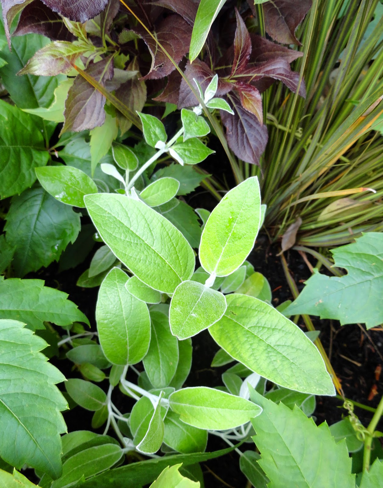 Easy Care Perennial Dark Horse Weigela Garden Up Green