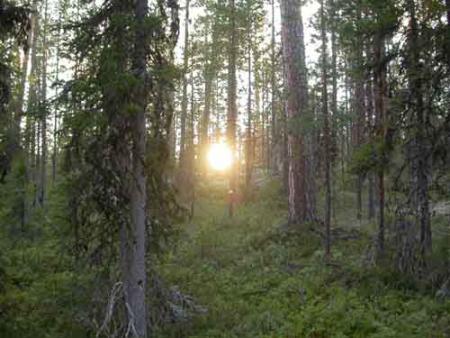 bioma de la taiga: taiga