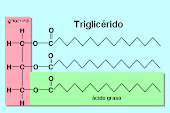 TRIGLICERIDO = GLICERINA + 3 ACIDOS GRASOS