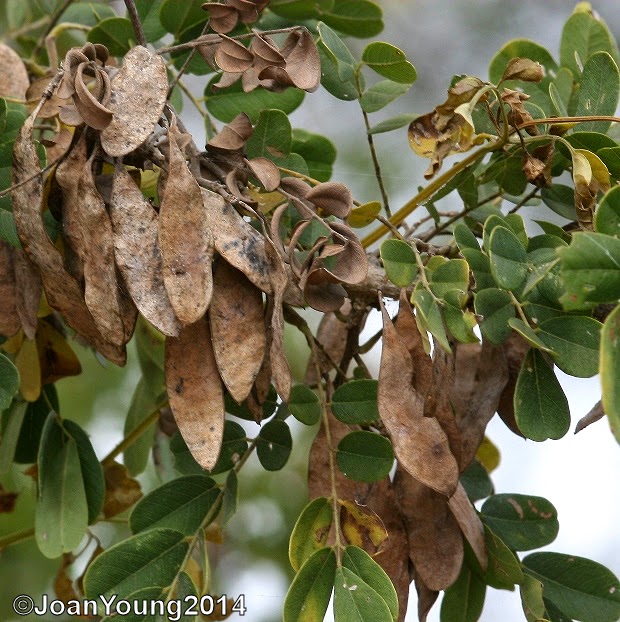 Natures World of Wonder Zebra Wood (Dalbergia melanoxylon)