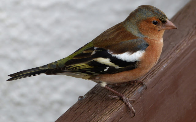 Pinzon en la nieve 4+chaffinch