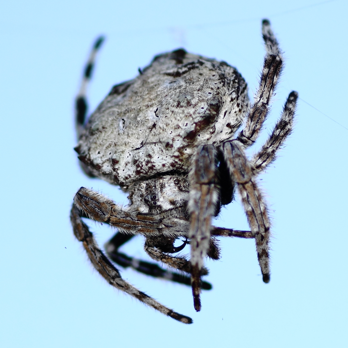 Real Monstrosities Darwin's Bark Spider