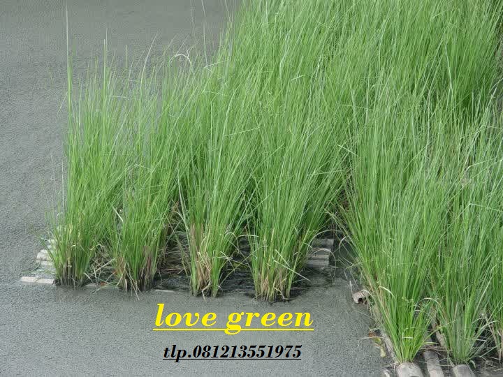 Rumput Vetiver Tukang Rumput Vetiver Rumput Penahan rumput vetiver tukang rumput vetiver rumput penahan