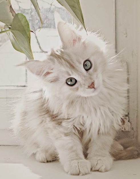 Top 5 Cute Breed of Cats