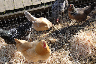 Hens at Feeding.