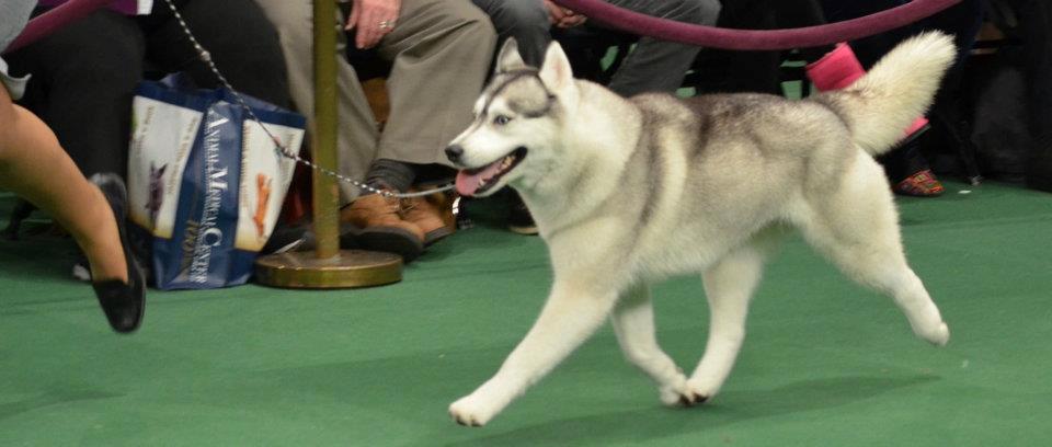 Westminster Dog Show GCH+CH+TOPAZ+SILVER+LINING