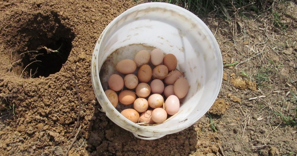 Ohiofarmgirl's Adventures In The Good Land Egg holes