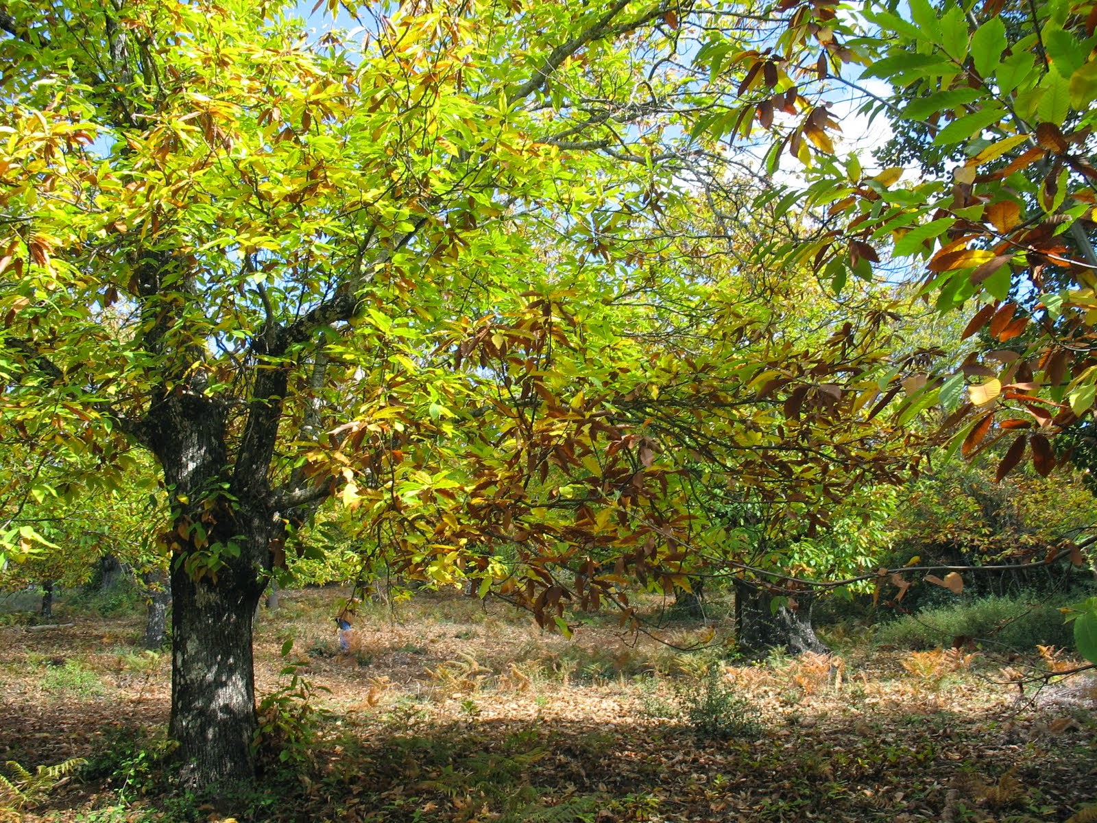 Otoño