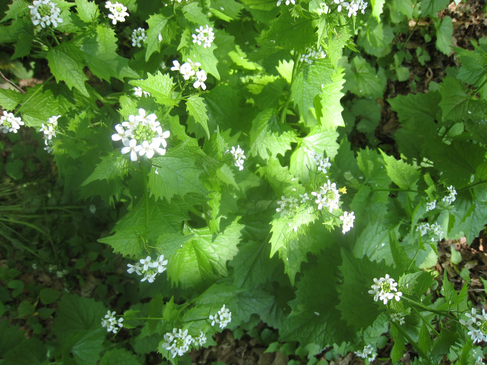 Garlic Mustard Plant
