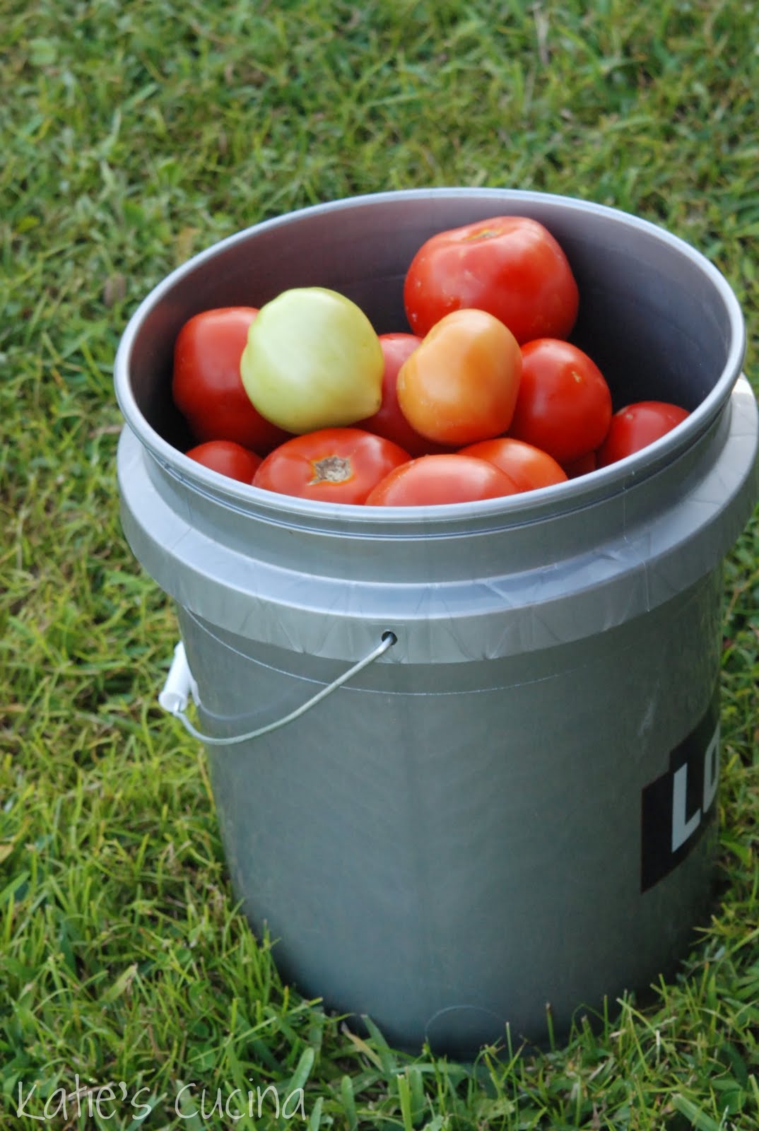Ruskin Tomatoes Katie's Cucina