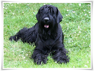 Black Russian Terrier Animal Pictures