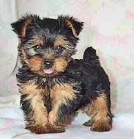 new yorkshire terrier