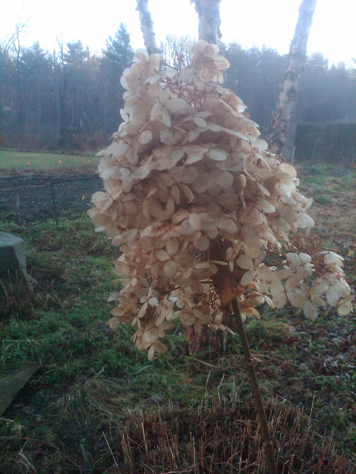 Limelight And Little Lime Hydrangea Great Shrubs For Any Garden