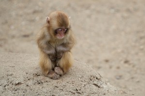 Funny Pictures Gallery Small Monkeys Small Monkey Types Of Small Monkeys Small Pet Monkeys,Wheat Flour