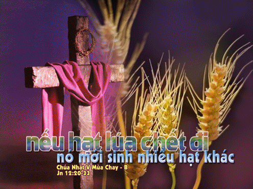 Kết quả hình ảnh cho hình ảnh chúa giêsu nói: hạt lúa gieo xuống đất mà không thối đi