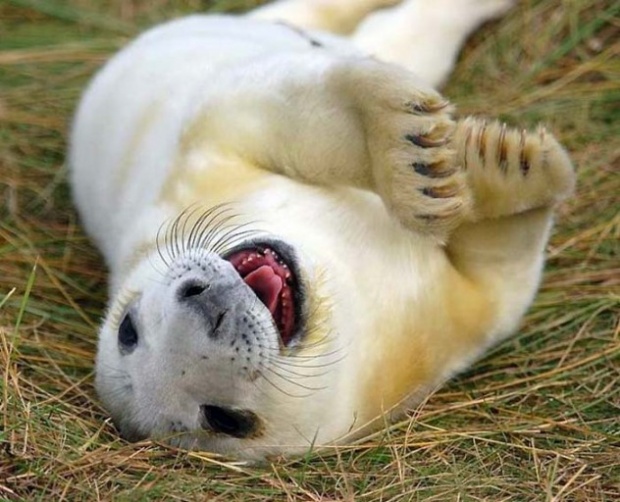 10 World's Very Happiest Animals - Pets Cute and Docile