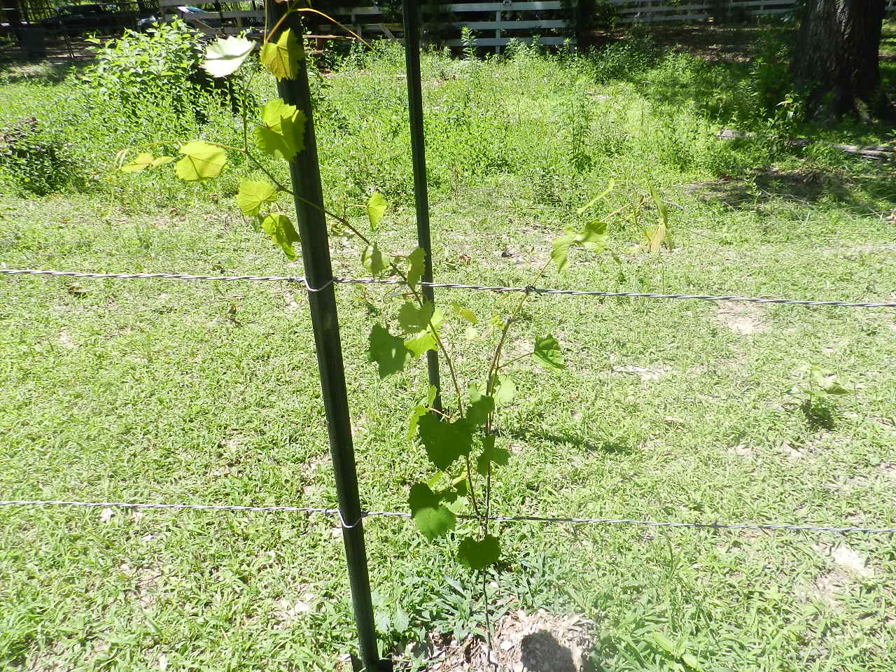 Making a Muscadine Vineyard