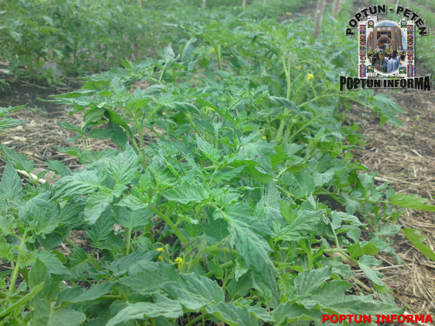 Cultivo De Tomate