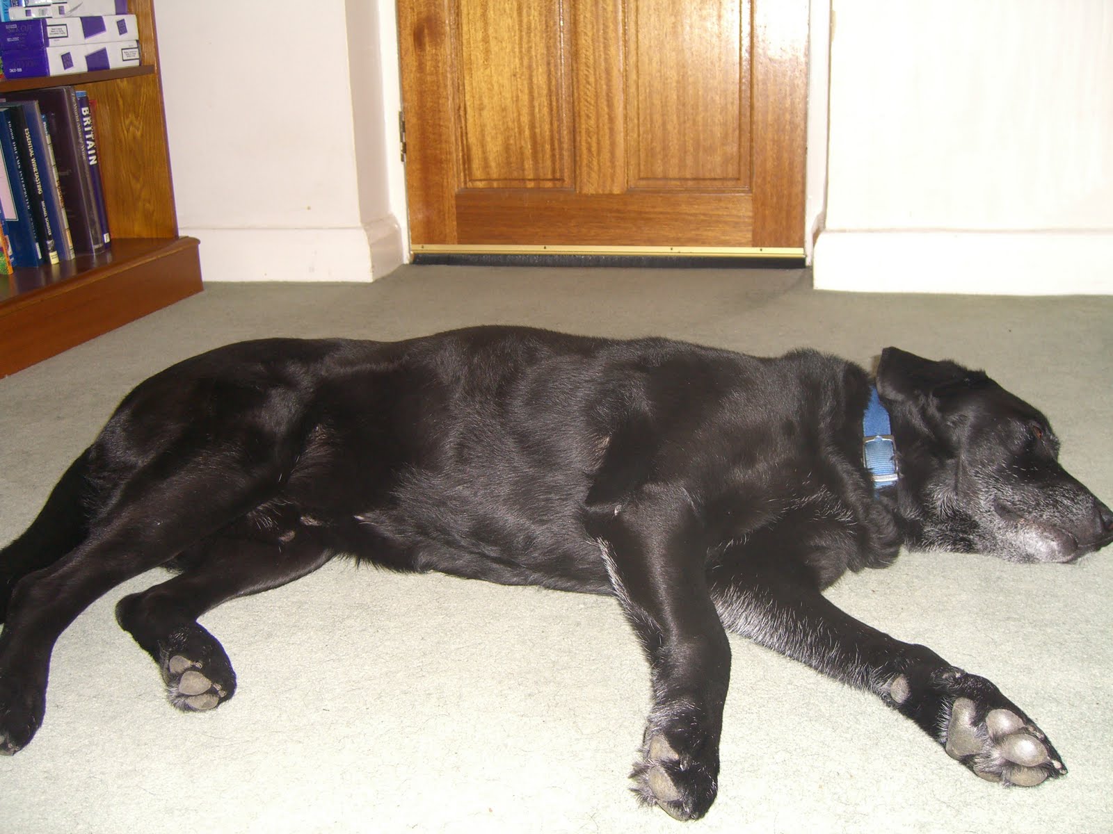 Roddy the Black Labrador Me and My Lump...