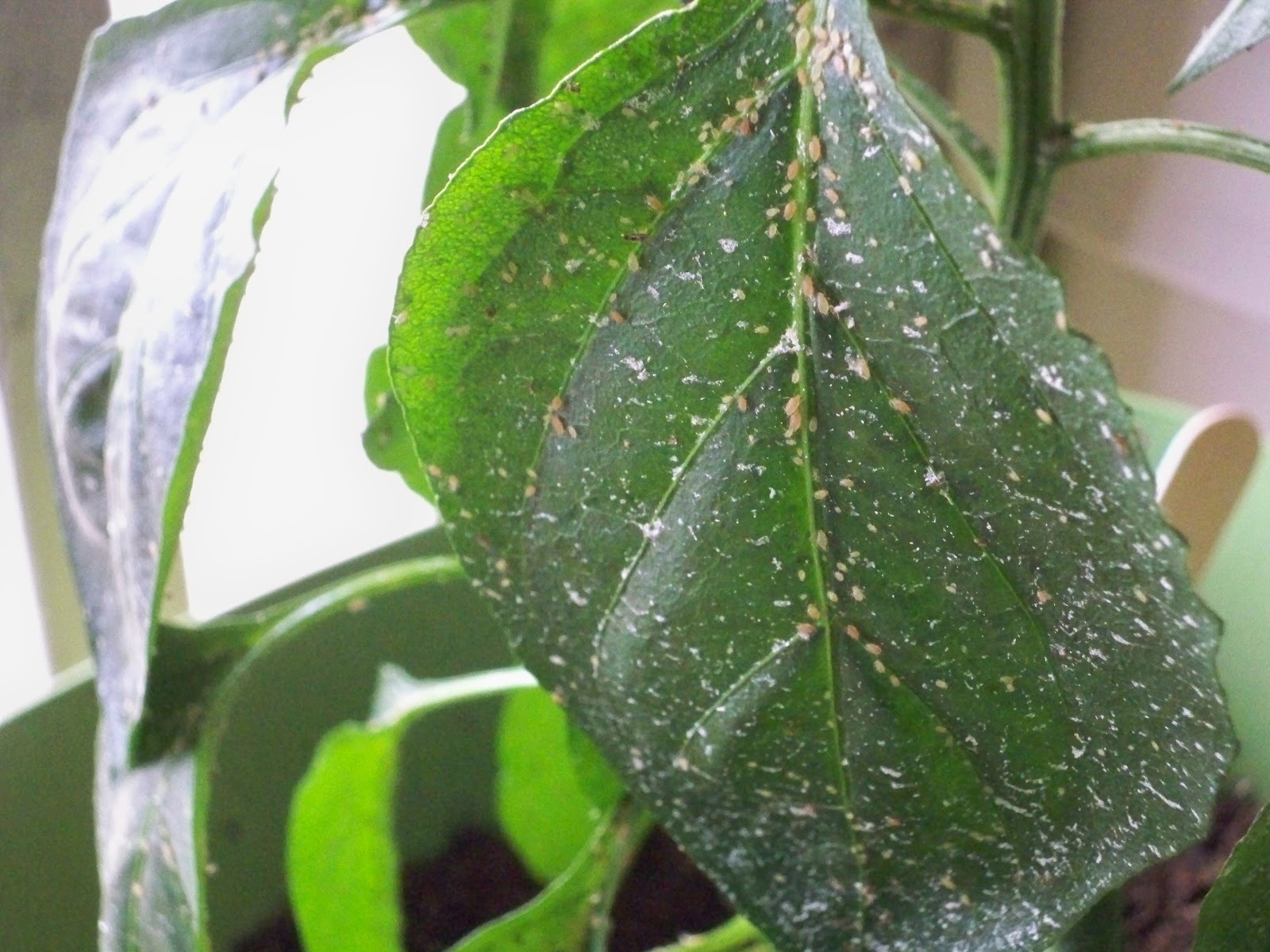 grow/eat/decorate June 2012