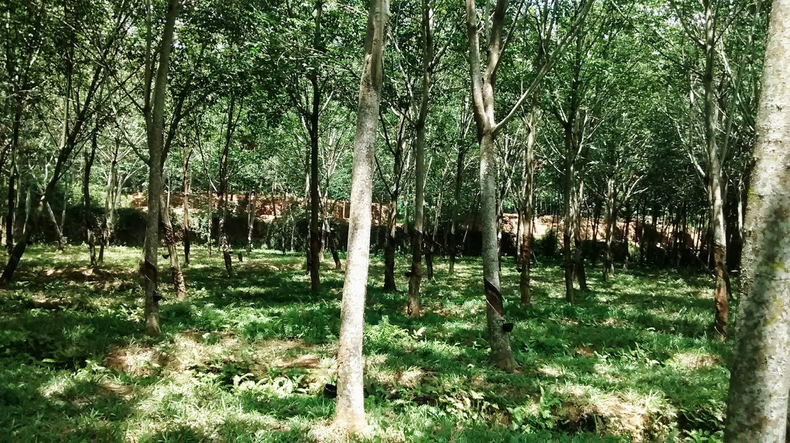 Rubber Tree Pictures + Rubber Plants milk Flow images Tourist Spots