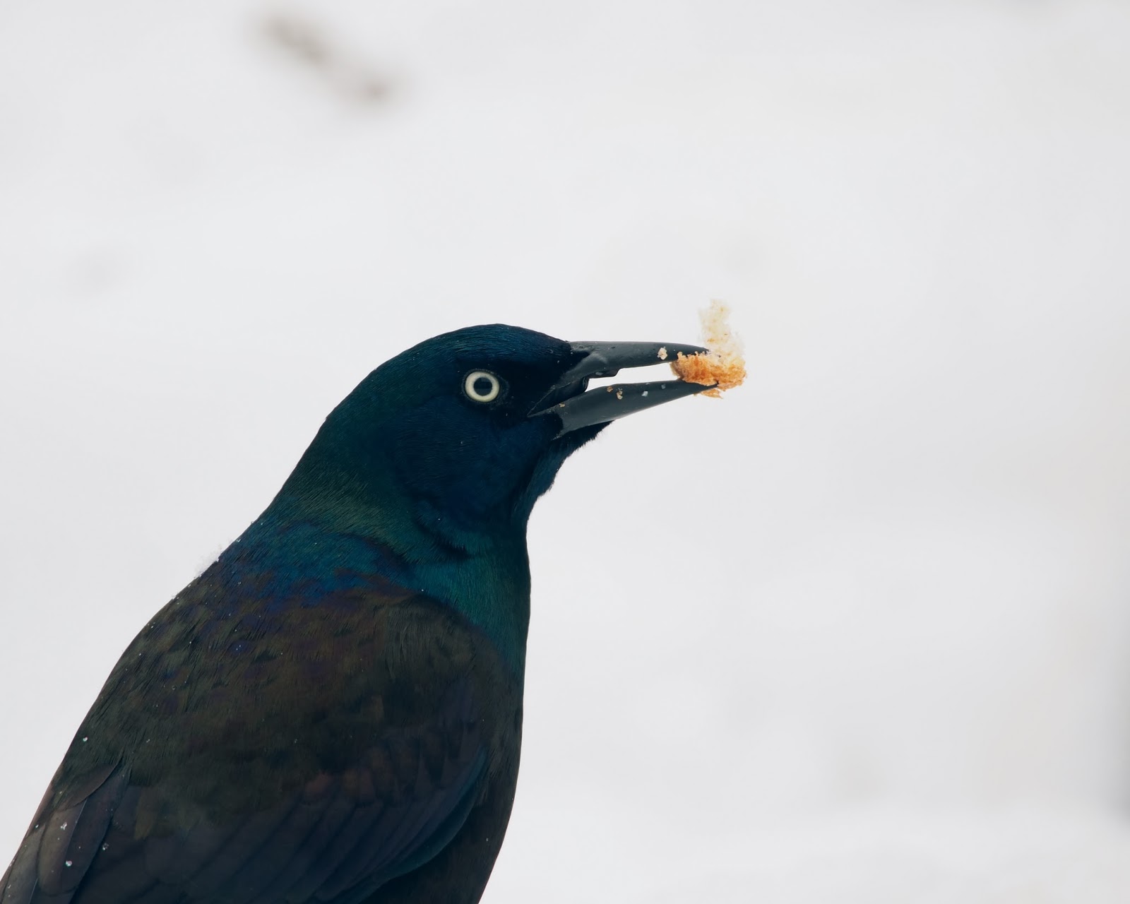 Katelyn Thomas Freelance Writer and Photographer Winter Birds in