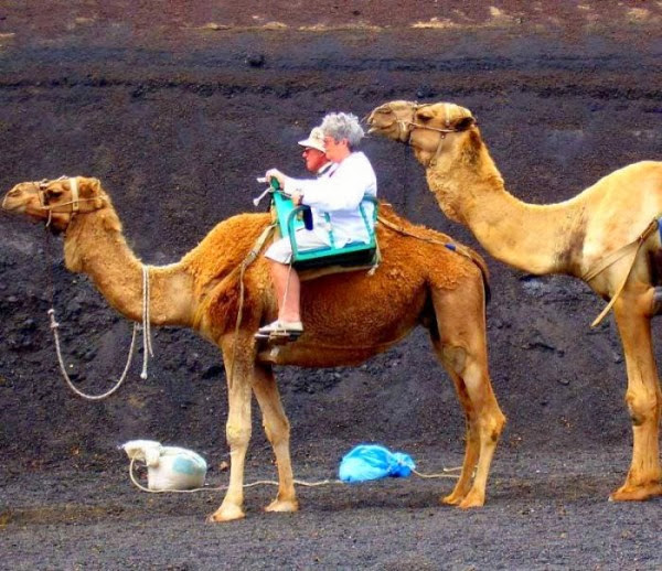 funny camel pictures,nice camel photos,awesome camel pictures,super camel pictures