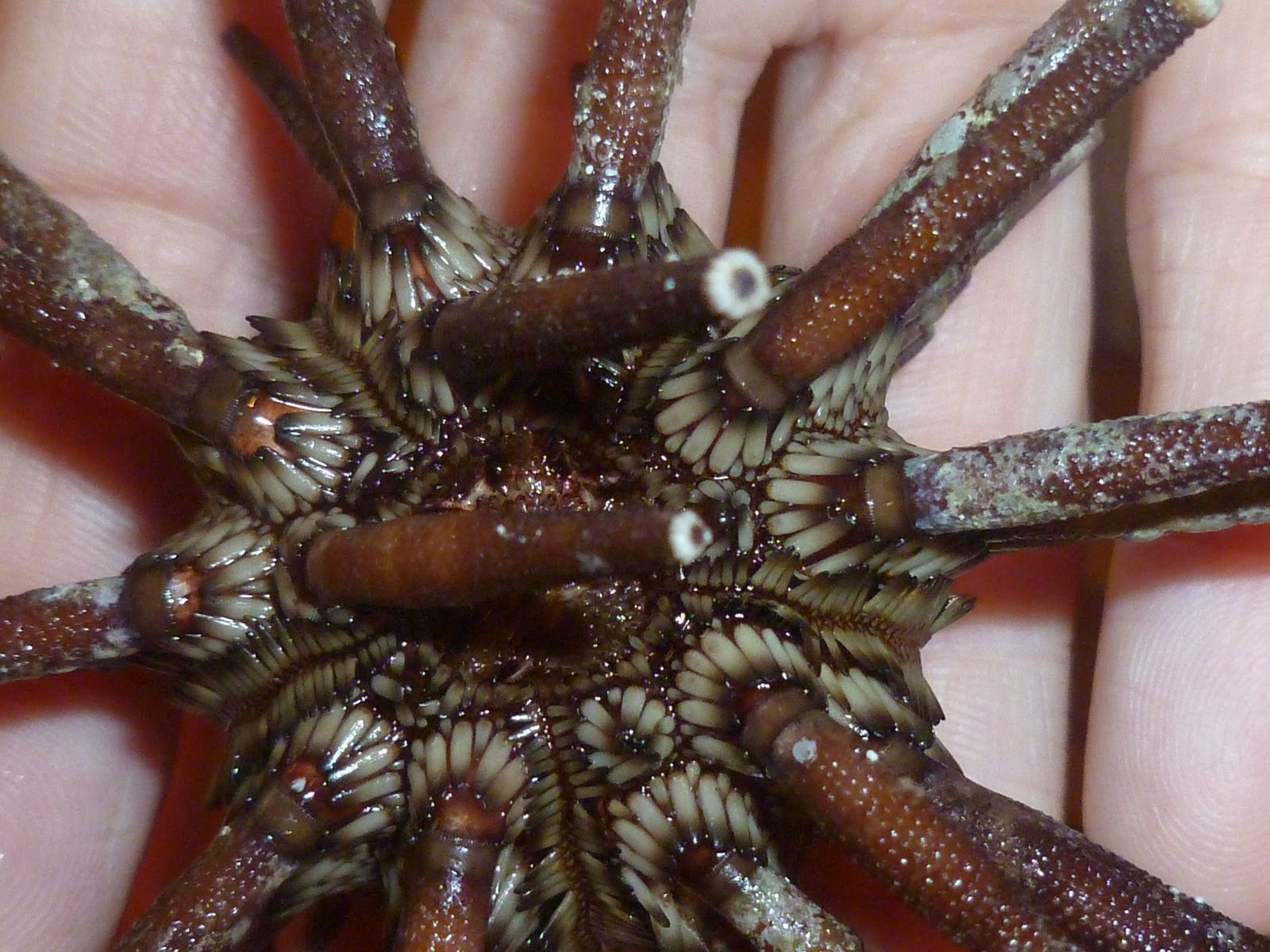 APOLOGIA SWIM CREATURES - HANDS ON (SEA URCHINS) - Mama to 6 Blessings