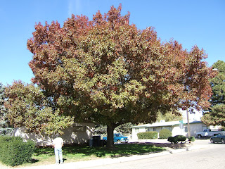 75 Best Bushes Shrubs And Plants Images Plants Shrubs Outdoor