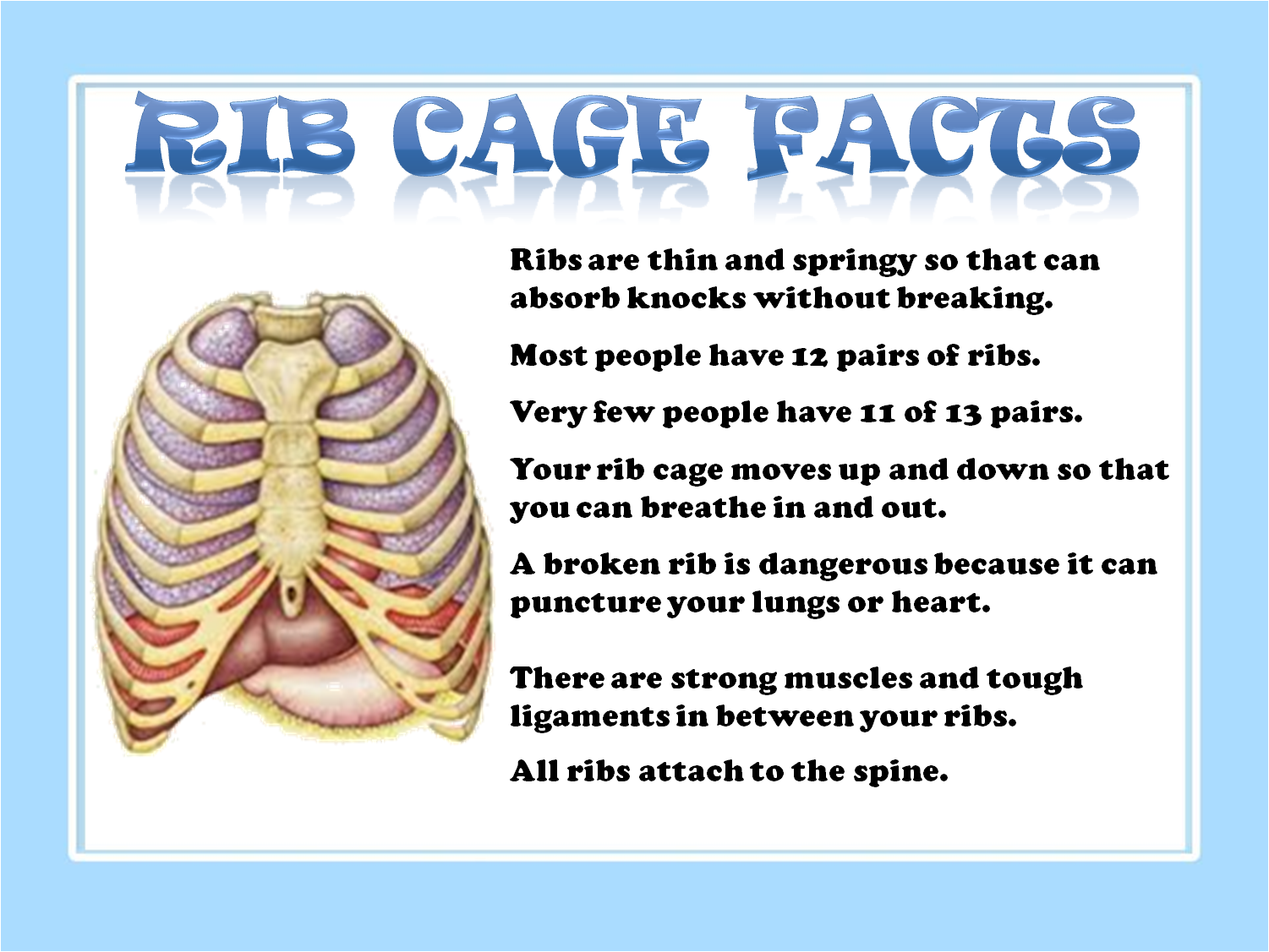 Kids Rib cage