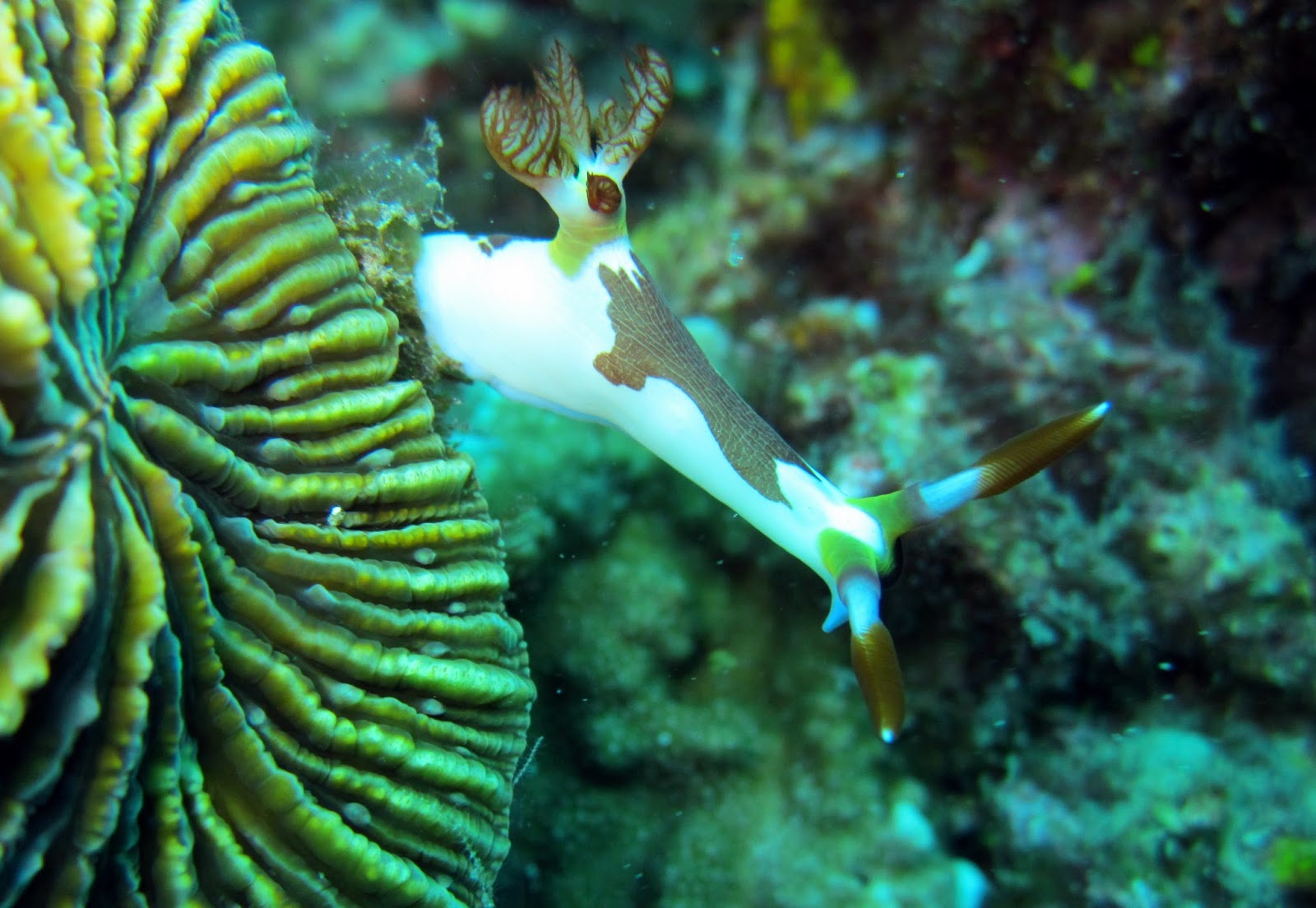 Nudibranch di antara karang.