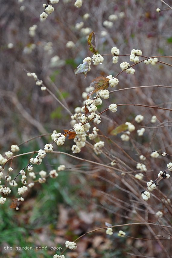 Uea Nature Blogs Snowberry Hancock Symphoricarpos Albus