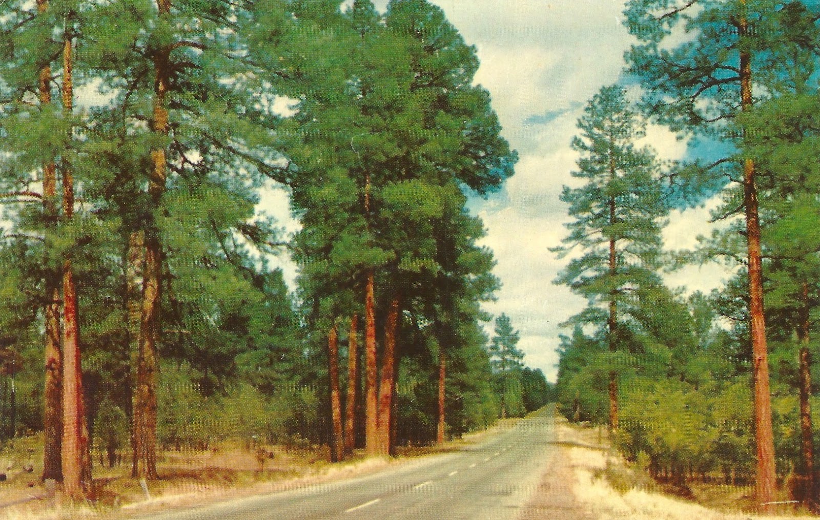 My Favorite Views Arizona Highway Through Ponderosa Pine Forest