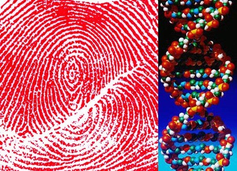  DNA Fingerprint picture 