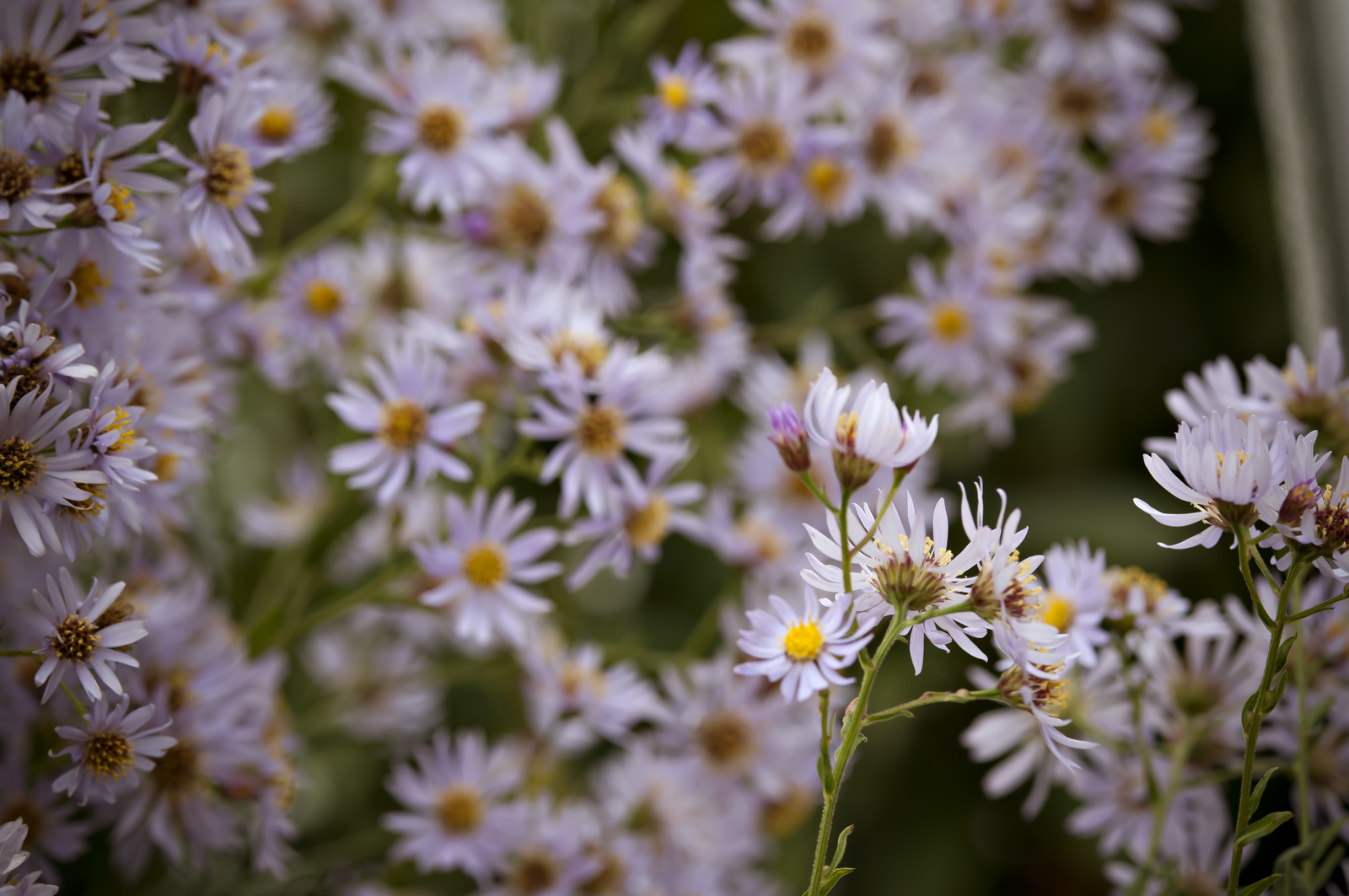 The Little Birds Are Urging Me A Berlin Afternoon