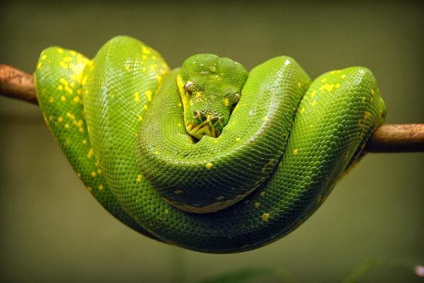 30+ Animal Photography Examples for your Inspiration 30+ Animal Photography Examples for your Inspiration