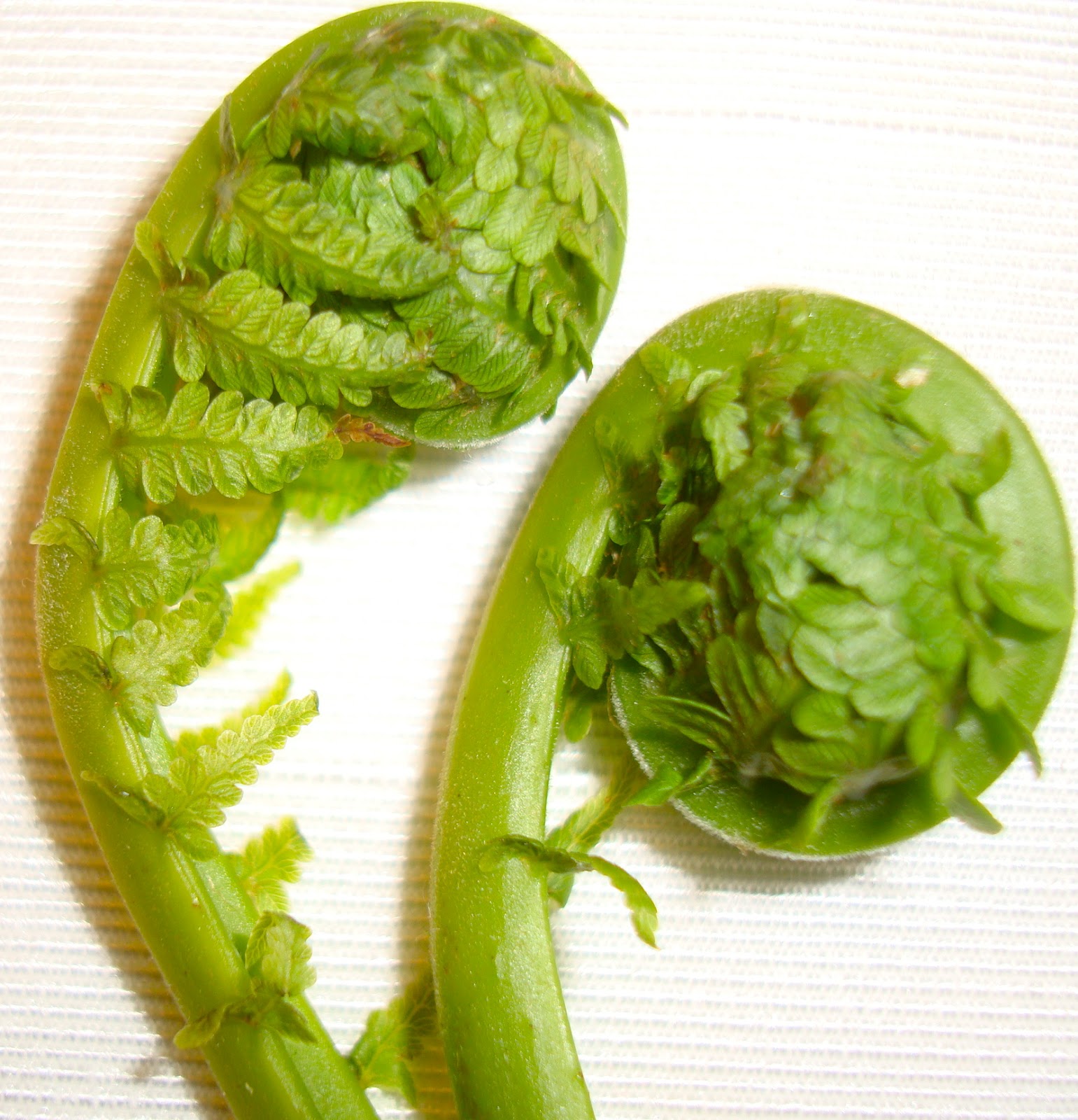 what do fiddleheads taste like