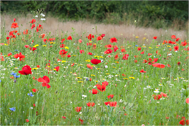 wild flower meadow in woodside lymington